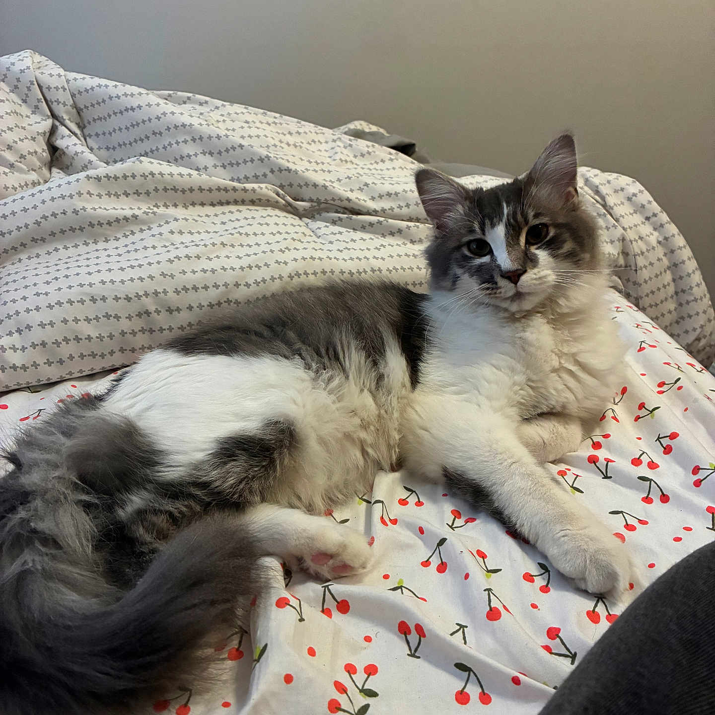 Caesar joined the competition — help win amazing prizes! animal, bed, bedding, blanket, cat, cherry, cozy, cute, domestic, ears, feline, fur, indoor, patterned, pet, relaxed, resting, soft, tail, whiskers