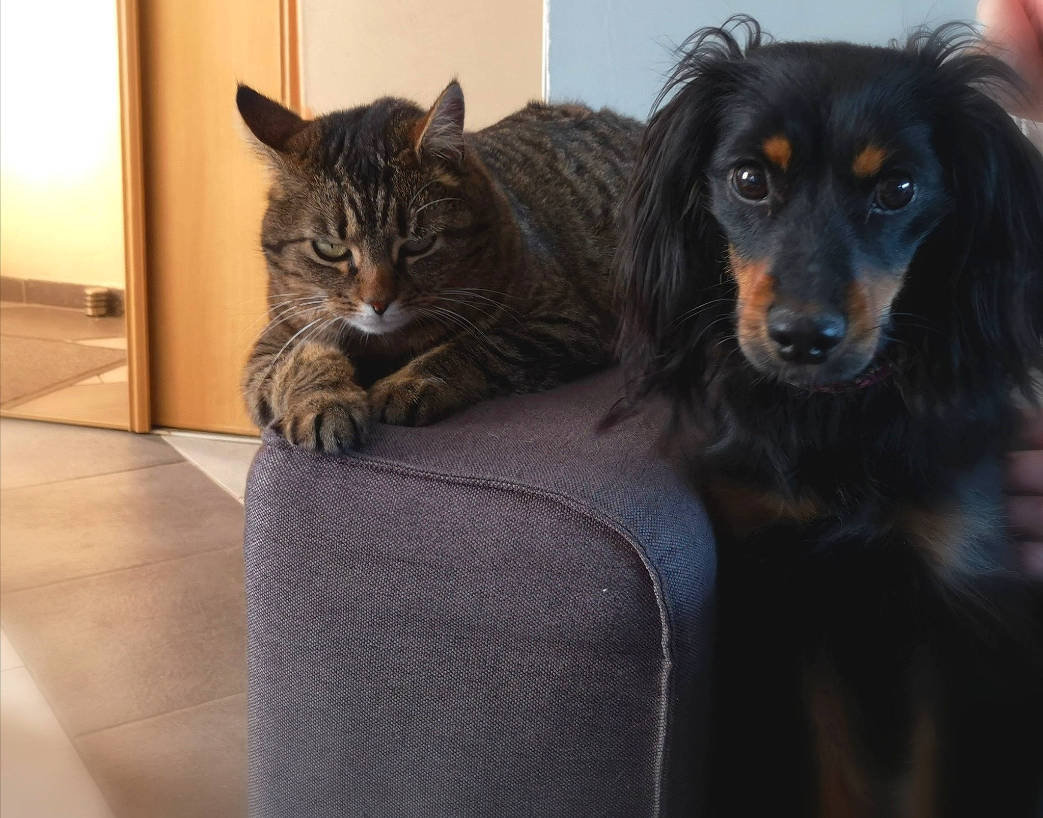 Nala participe au concours pour gagner de l'argent avec cette photo : canidae, carnivore, cat, companion_dog, dachshund, dog, dog_breed, gordon_setter, mammal, puppy, setter, spaniel, sporting_group, vertebrate, whiskers