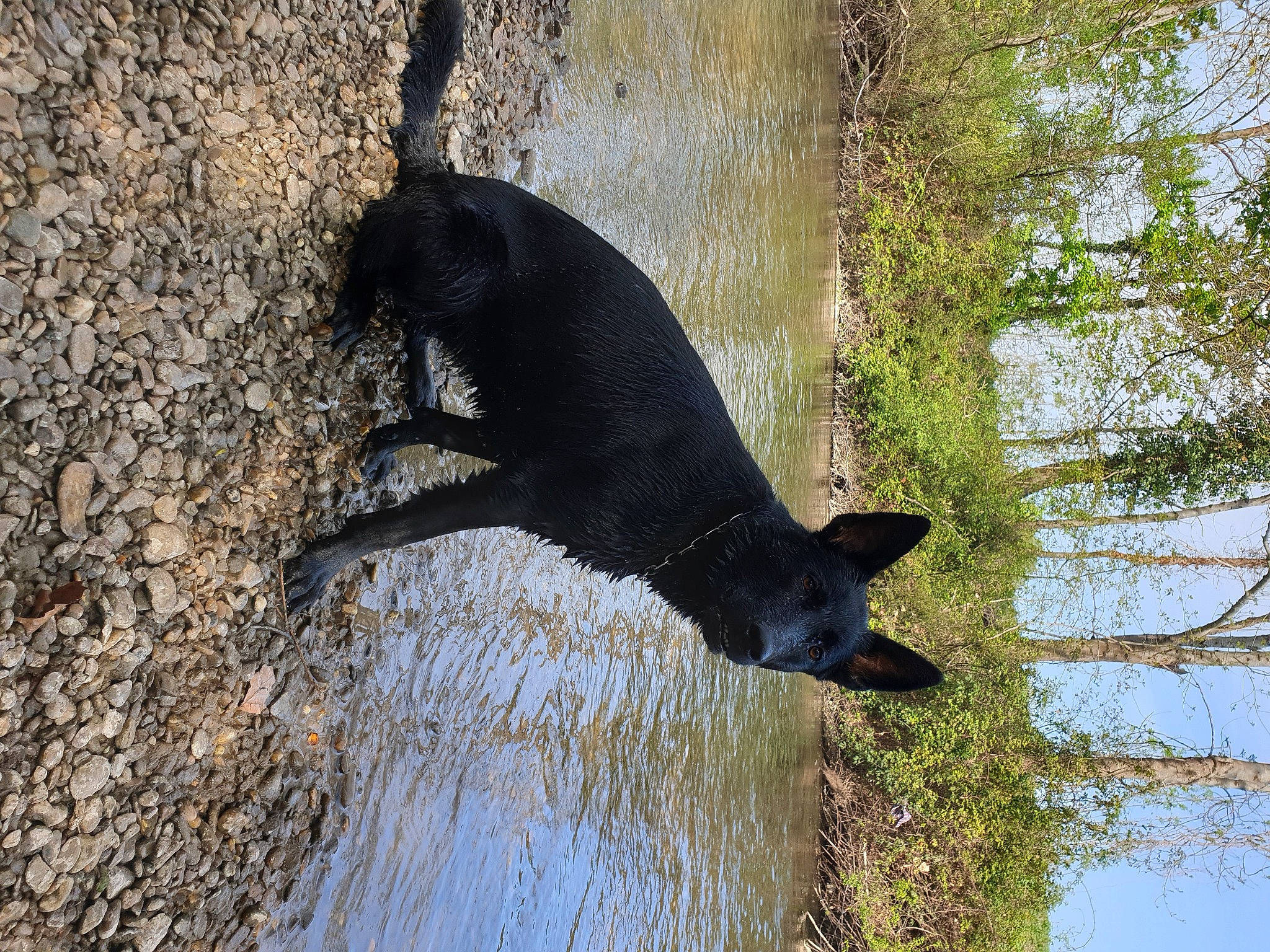 Replay participe au concours pour gagner de l'argent avec cette photo : american_black_bear, bear, carnivore, dog_breed, fur, grass, guard_dog, hunting_dog, mammal, plant, shadow, sun_bear, tail, terrestrial_animal, tree, trunk, vertebrate, water, wildlife, working_animal