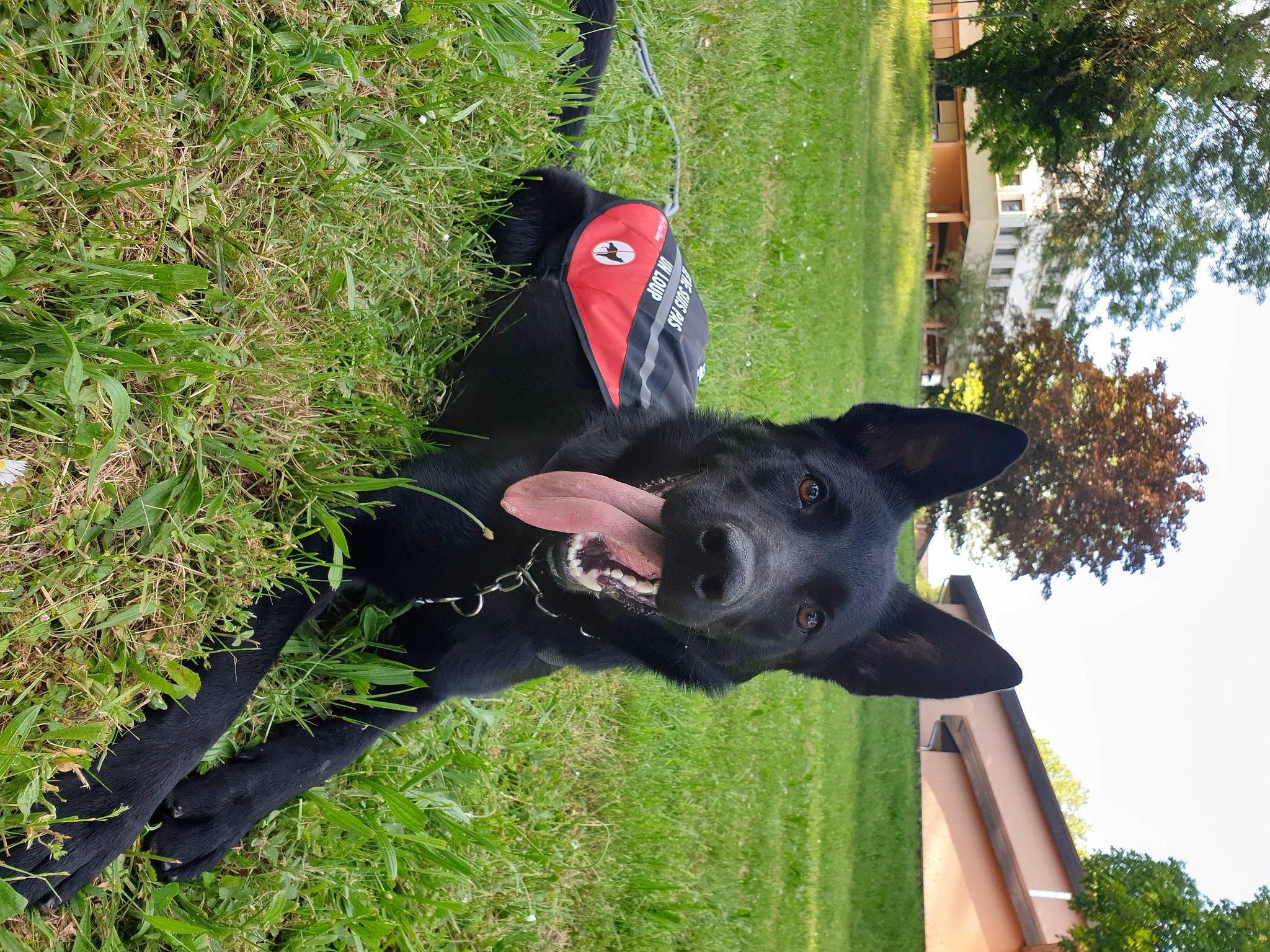 Replay participe au concours pour gagner de l'argent avec cette photo : adventure, canidae, carnivore, collar, companion_dog, dog, dog_breed, dog_collar, grass, groundcover, guard_dog, plant, sky, snout, sporting_group, tail, tree, water, working_animal, working_dog