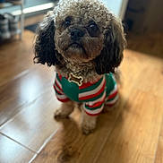 Kapone is registered to the contest to win money with this photo: animal_portrait, attentive, black_ears, blurred_background, bone_tag, brown, collar, companion, curly_hair, cute, dog, domestic_animal, floor, indoor, looking_up, pet, small_dog, striped_clothing, sweater, wooden_floor