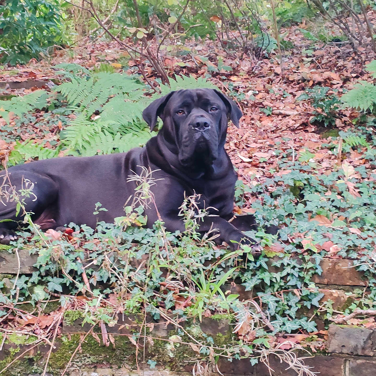 Lucifer is registered to the contest to win money with this photo: animal, canine, dog, fern, grass, herbal, herbs, labradorretriever, land, leaf, moss, nature, outdoors, pet, plant, puppy, rainforest, tree, vegetation, woodland
