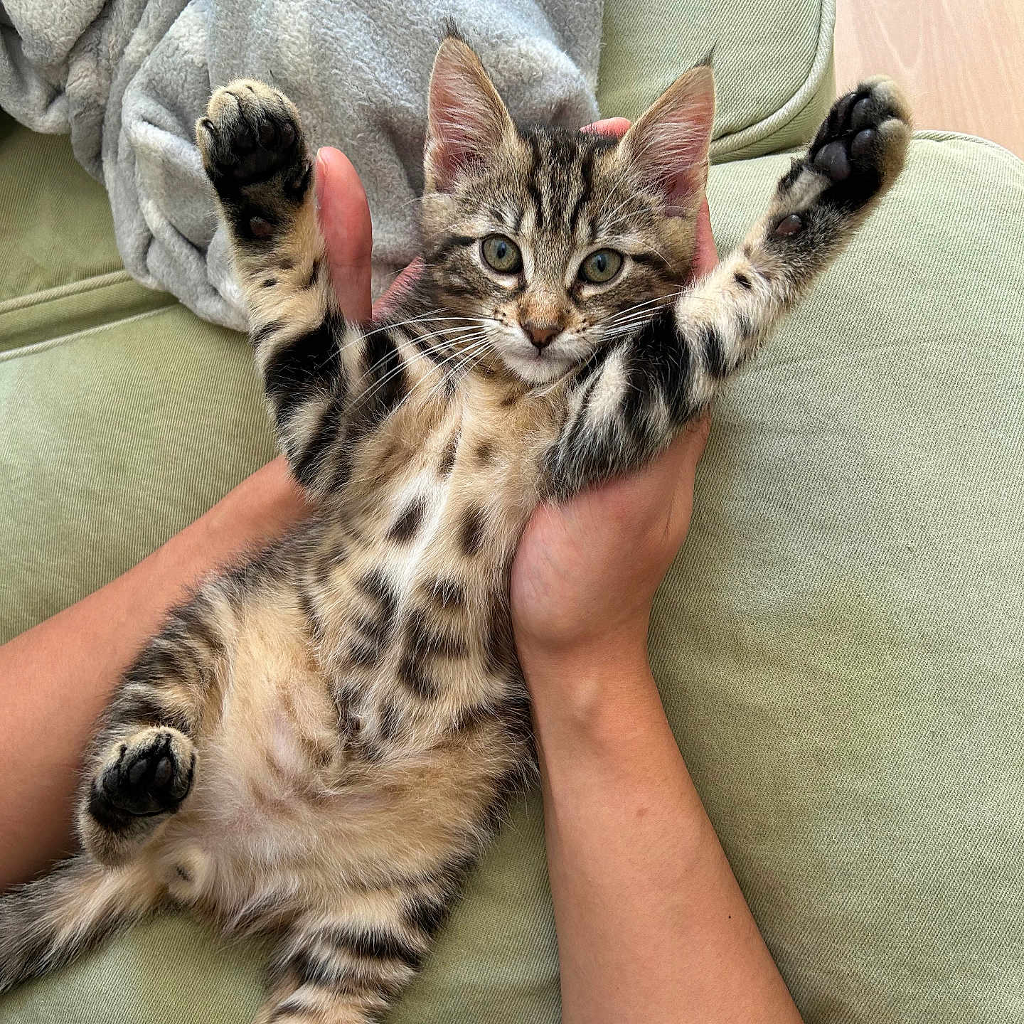 Joseph a rejoint le concours — aidez-le/la à gagner de superbes lots ! abyssinian, animal, blanket, bodypart, cat, chair, couch, cushion, face, furniture, head, homedecor, kitten, manx, ocelot, person, pet, photography, portrait, sleeping