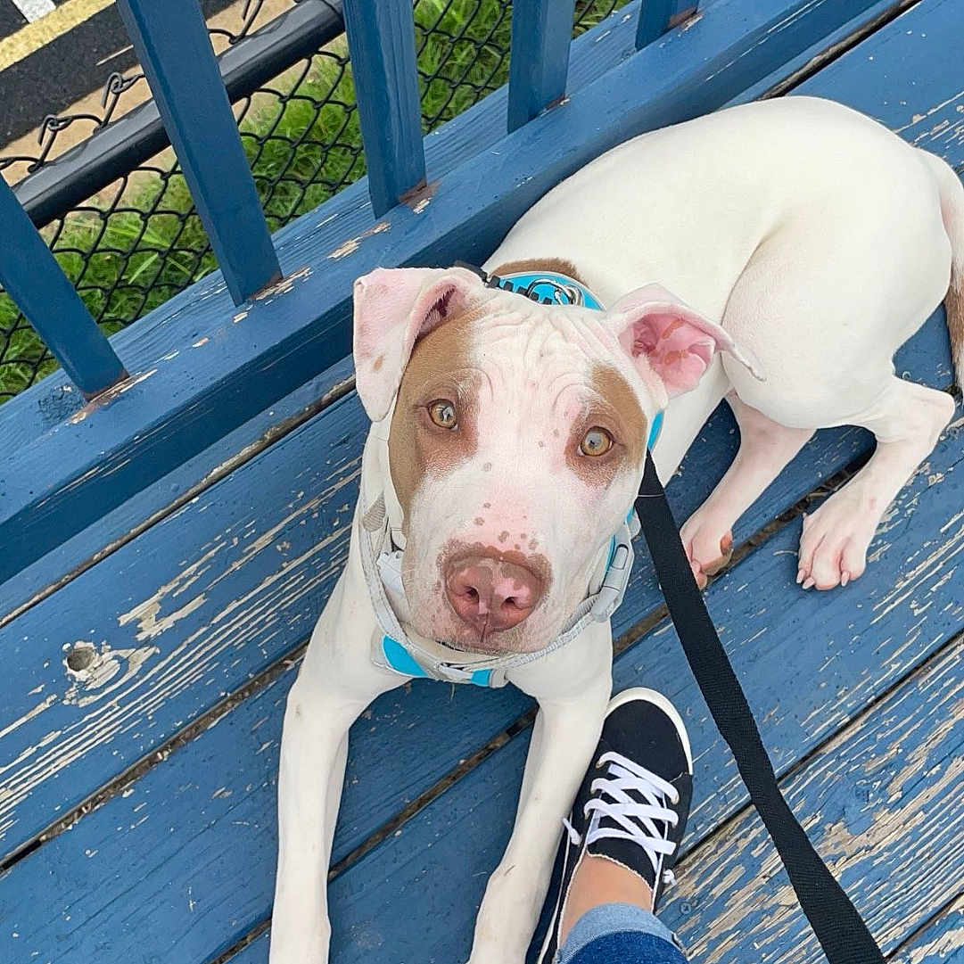 Odin joined the competition — help win amazing prizes! animal, architecture, bench, building, canine, clothing, dog, face, footwear, furniture, head, house, housing, pants, person, pet, photography, portrait, puppy, shoe