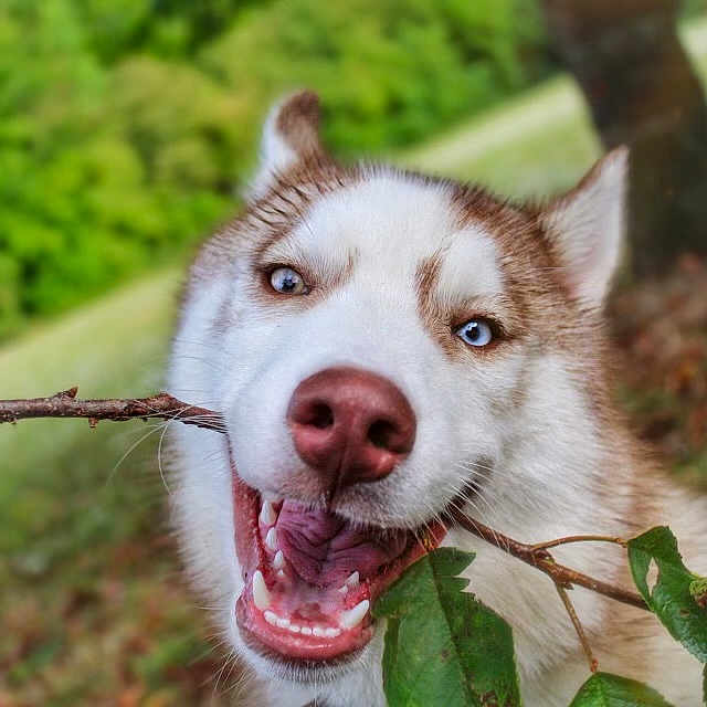 Raven a rejoint le concours — aidez-le/la à gagner de superbes lots ! animal, blue_eyes, canine, chewing, close_up, daylight, dog, fur, grass, happy, husky, leaf, nature, outdoor, pet, playful, smile, stick, tongue, tree