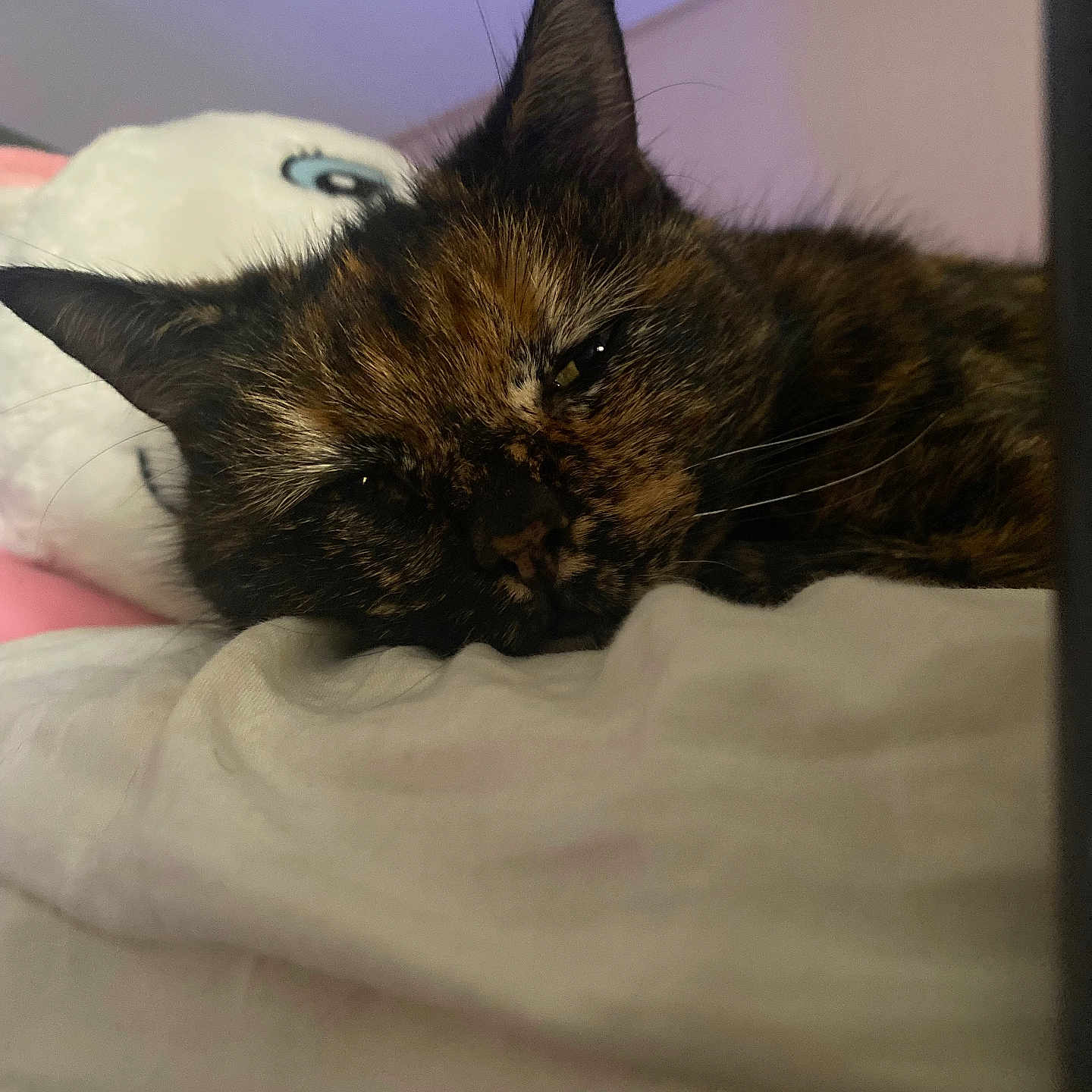 Minette a rejoint le concours — aidez-le/la à gagner de superbes lots ! abyssinian, animal, bed, bedroom, blackcat, blanket, brasssection, cat, couch, cushion, furniture, hardwood, homedecor, horn, kitten, manx, musicalinstrument, pet, siamese, wood