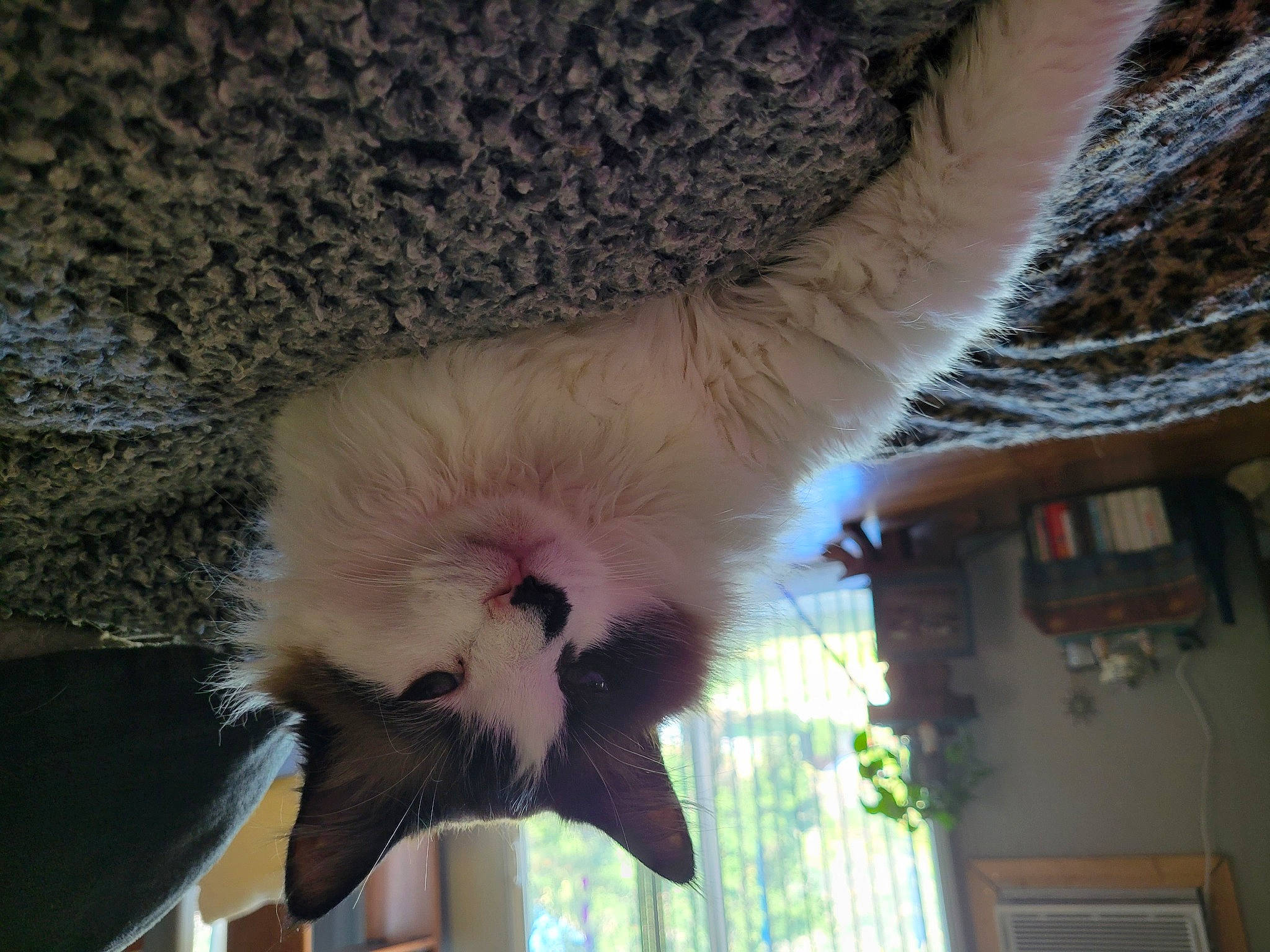 Alley is registered to the contest to win money with this photo: bat, beak, bird, carnivore, claw, fawn, feather, felidae, fur, leg, mammal, primate, small_to_medium_sized_cats, snout, tail, terrestrial_animal, vertebrate, whiskers, wildlife, wing