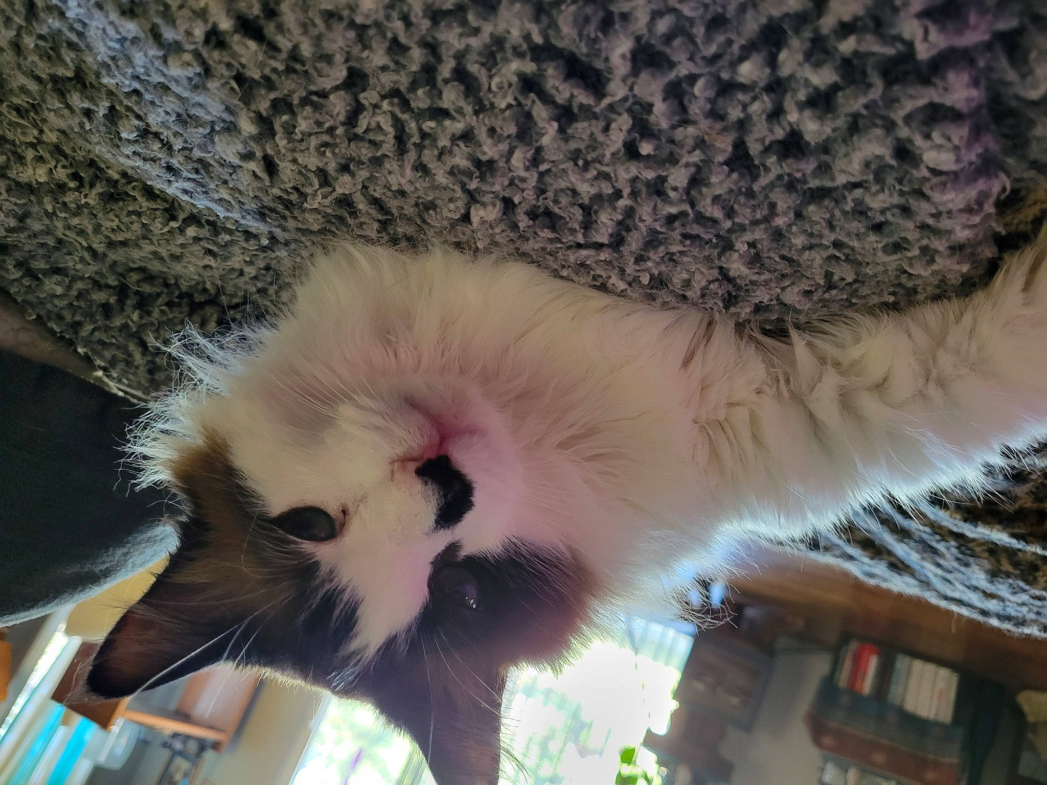 Alley is registered to the contest to win money with this photo: carnivore, cat, claw, eye, fawn, felidae, fur, paw, plant, small_to_medium_sized_cats, snout, tail, whiskers