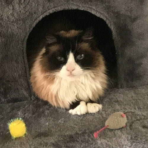 Rockee joined the competition — help win amazing prizes! carnivore, cat, companion_dog, dog_breed, eye, fawn, felidae, flooring, fur, grass, mammal, paw, sitting, small_to_medium_sized_cats, snout, tail, terrestrial_animal, vertebrate, whiskers, wood