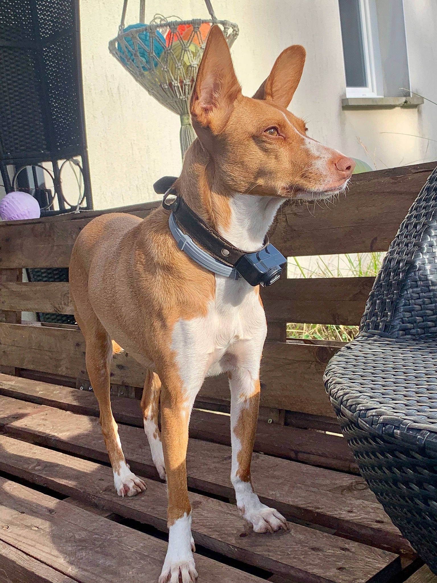 Kyera a rejoint le concours — aidez-le/la à gagner de superbes lots ! ancient_dog_breeds, art, canidae, carnivore, collar, companion_dog, dog, dog_breed, dog_collar, dog_supply, fawn, fur, outdoor_furniture, snout, sporting_group, tail, whiskers, window, wood, working_animal