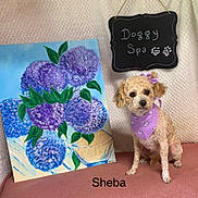 Sheba joined the competition — help win amazing prizes! dog, curly_hair, purple_bandana, purple_bow, painting, flowers, purple_flowers, vase, pink_surface, doggy_spa_sign, pet, animal, cute, portrait, indoors, decor, fur, sitting, looking_at_camera, cozy