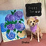 dog, curly_hair, purple_bandana, purple_bow, painting, flowers, purple_flowers, vase, pink_surface, doggy_spa_sign, pet, animal, cute, portrait, indoors, decor, fur, sitting, looking_at_camera, cozy