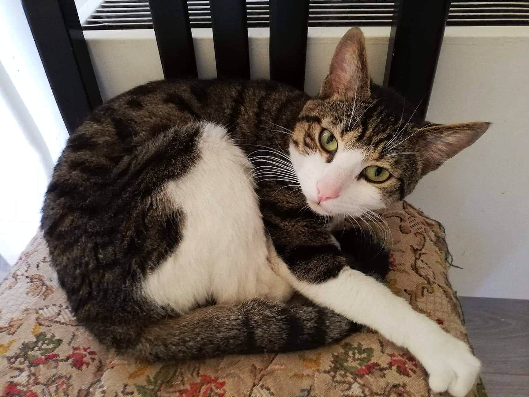 Loki a rejoint le concours — aidez-le/la à gagner de superbes lots ! aegean_cat, american_shorthair, american_wirehair, asian, carnivore, cat, domestic_short_haired_cat, dragon_li, european_shorthair, felidae, fur, kitten, mammal, paw, small_to_medium_sized_cats, tabby_cat, whiskers