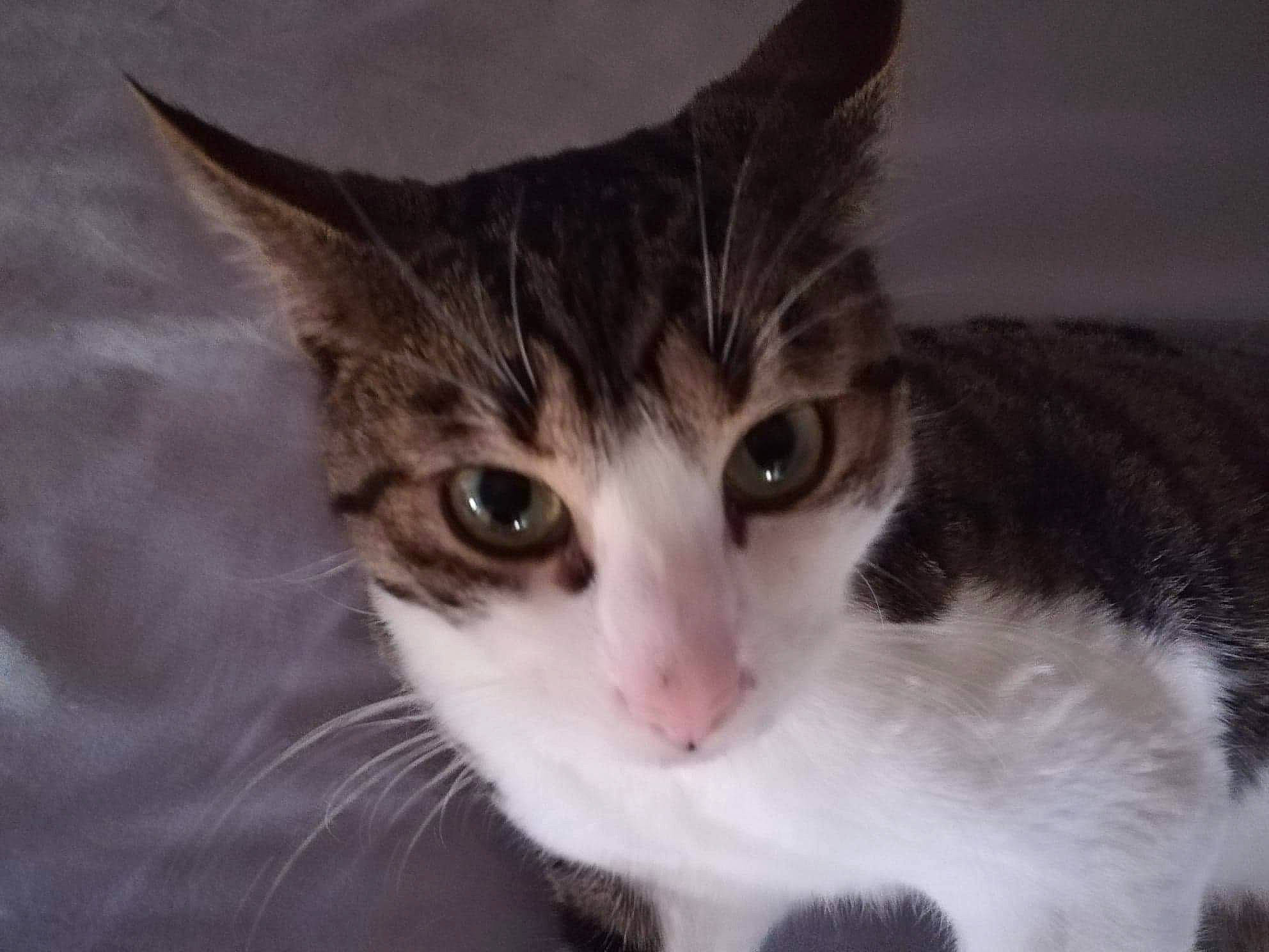 Loki a rejoint le concours — aidez-le/la à gagner de superbes lots ! aegean_cat, american_wirehair, asian, carnivore, cat, domestic_short_haired_cat, dragon_li, european_shorthair, eye, felidae, fur, kitten, mammal, norwegian_forest_cat, polydactyl_cat, small_to_medium_sized_cats, snout, tabby_cat, vertebrate, whiskers