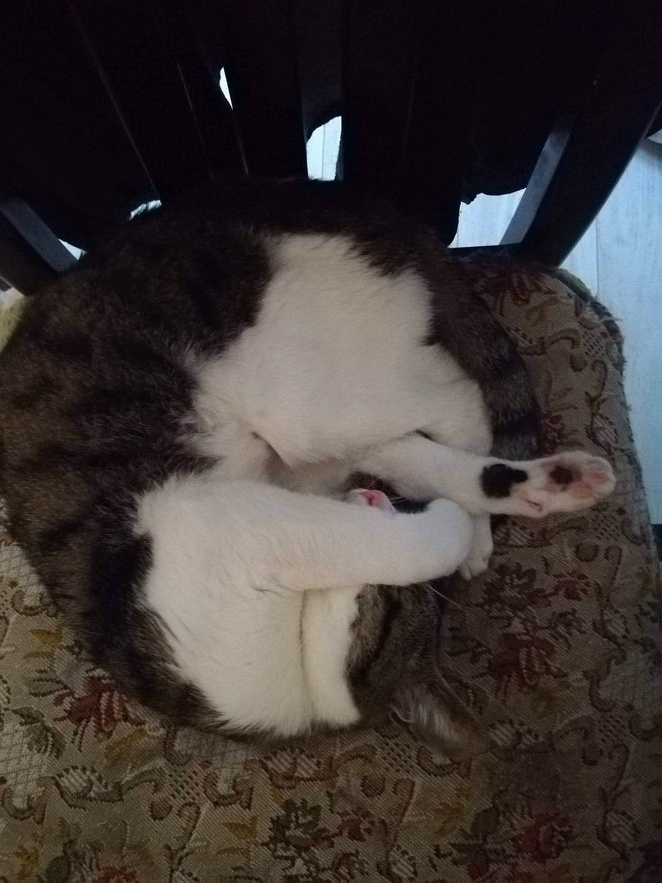 Loki participe au concours pour gagner de l'argent avec cette photo : carnivore, cat, european_shorthair, felidae, fur, kitten, nap, nose, polydactyl_cat, sky, sleep, small_to_medium_sized_cats, tail, whiskers