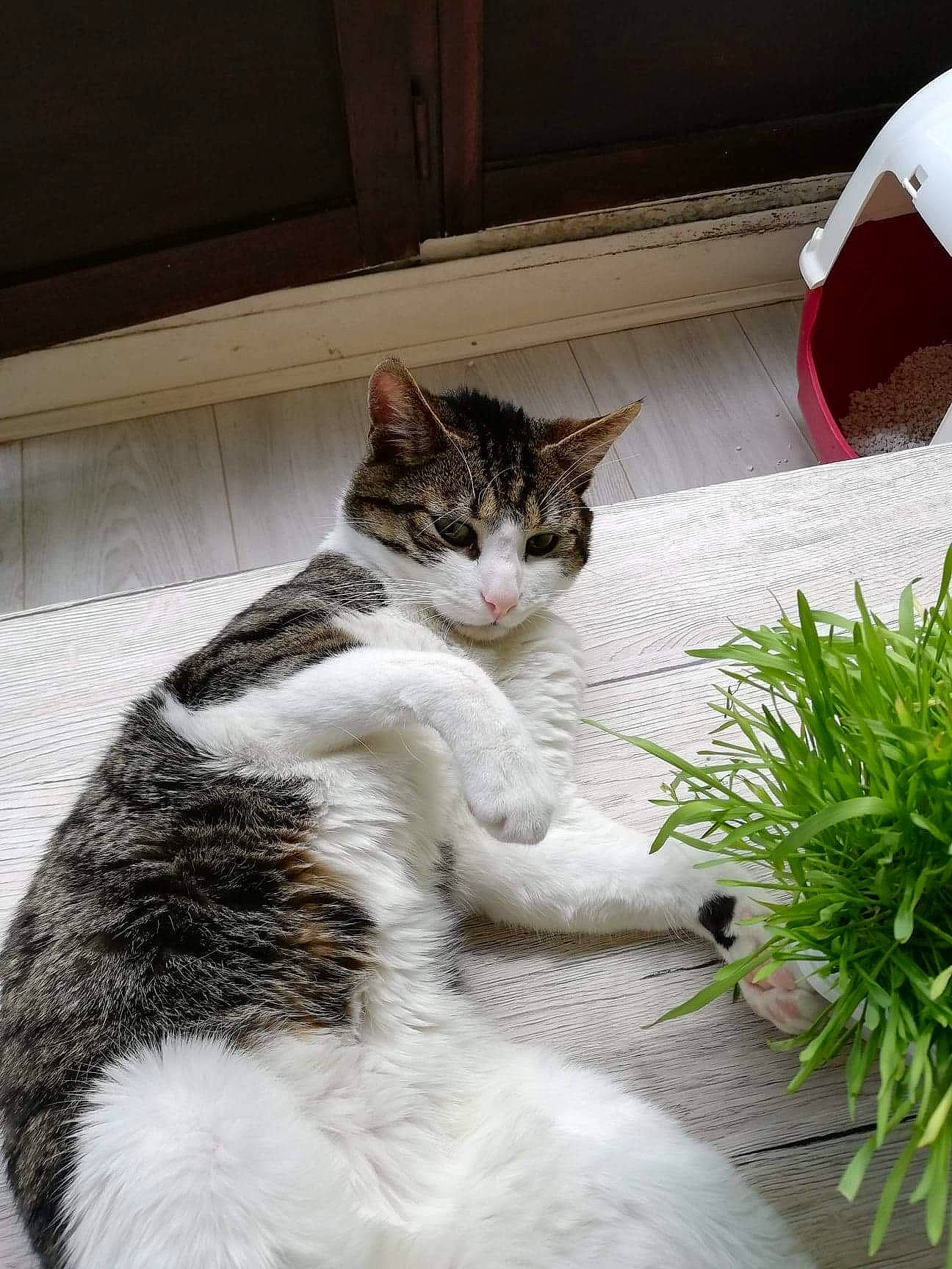 Loki participe au concours pour gagner de l'argent avec cette photo : aegean_cat, american_wirehair, carnivore, cat, domestic_short_haired_cat, european_shorthair, felidae, fur, grass, kitten, organism, plant, polydactyl_cat, small_to_medium_sized_cats, snout, tabby_cat, tail, tree, whiskers
