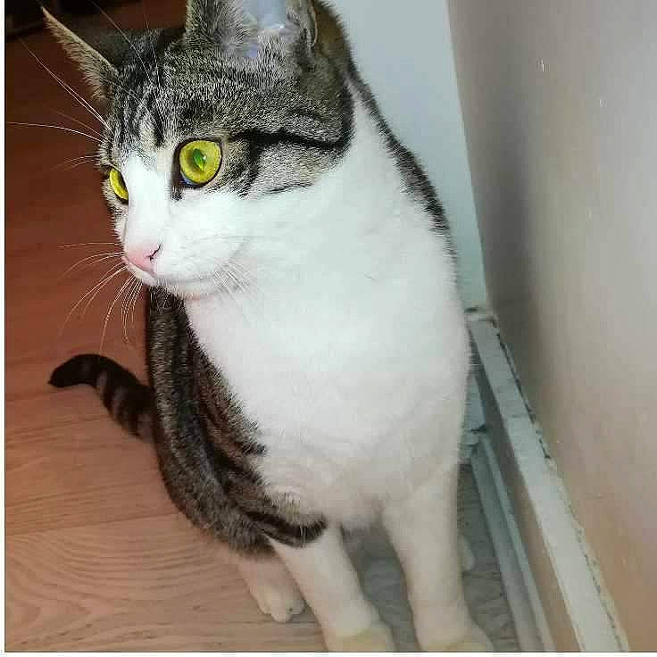 Thor Et Loki a rejoint le concours — aidez-le/la à gagner de superbes lots ! aegean_cat, american_shorthair, american_wirehair, asian, carnivore, cat, domestic_short_haired_cat, european_shorthair, eye, felidae, mammal, nose, polydactyl_cat, small_to_medium_sized_cats, snout, tabby_cat, tail, whiskers