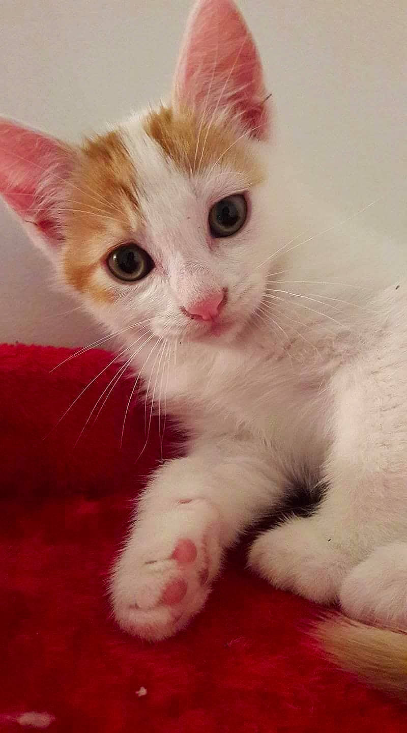 Thor Et Loki participe au concours pour gagner de l'argent avec cette photo : aegean_cat, american_wirehair, arabian_mau, asian, burmilla, carnivore, cat, domestic_short_haired_cat, felidae, khao_manee, kitten, mammal, paw, polydactyl_cat, small_to_medium_sized_cats, snout, turkish_angora, turkish_van, vertebrate, whiskers