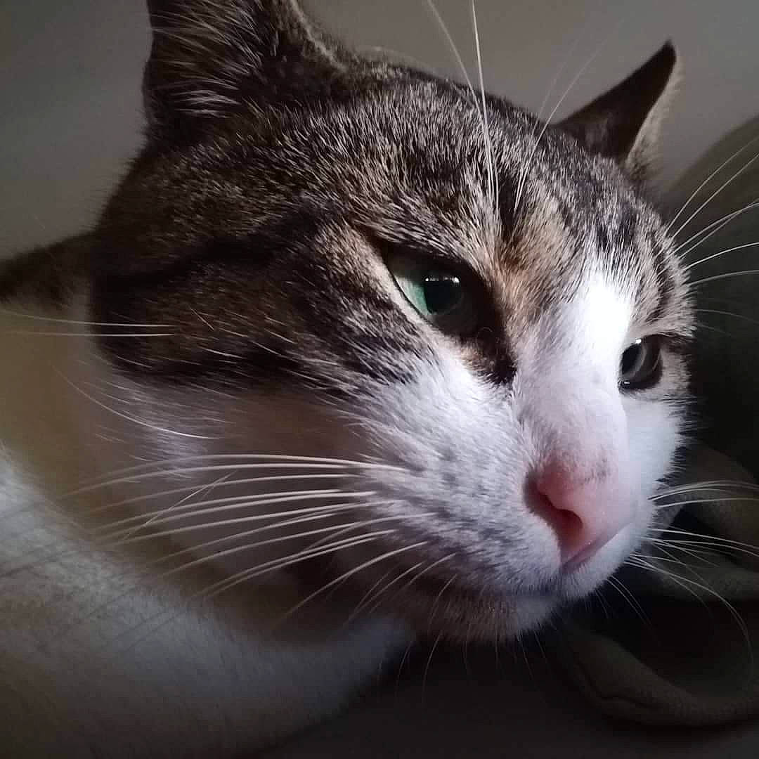 Thor Et Loki participe au concours pour gagner de l'argent avec cette photo : aegean_cat, american_wirehair, carnivore, cat, close_up, domestic_short_haired_cat, european_shorthair, eye, felidae, fur, nose, small_to_medium_sized_cats, snout, tabby_cat, whiskers