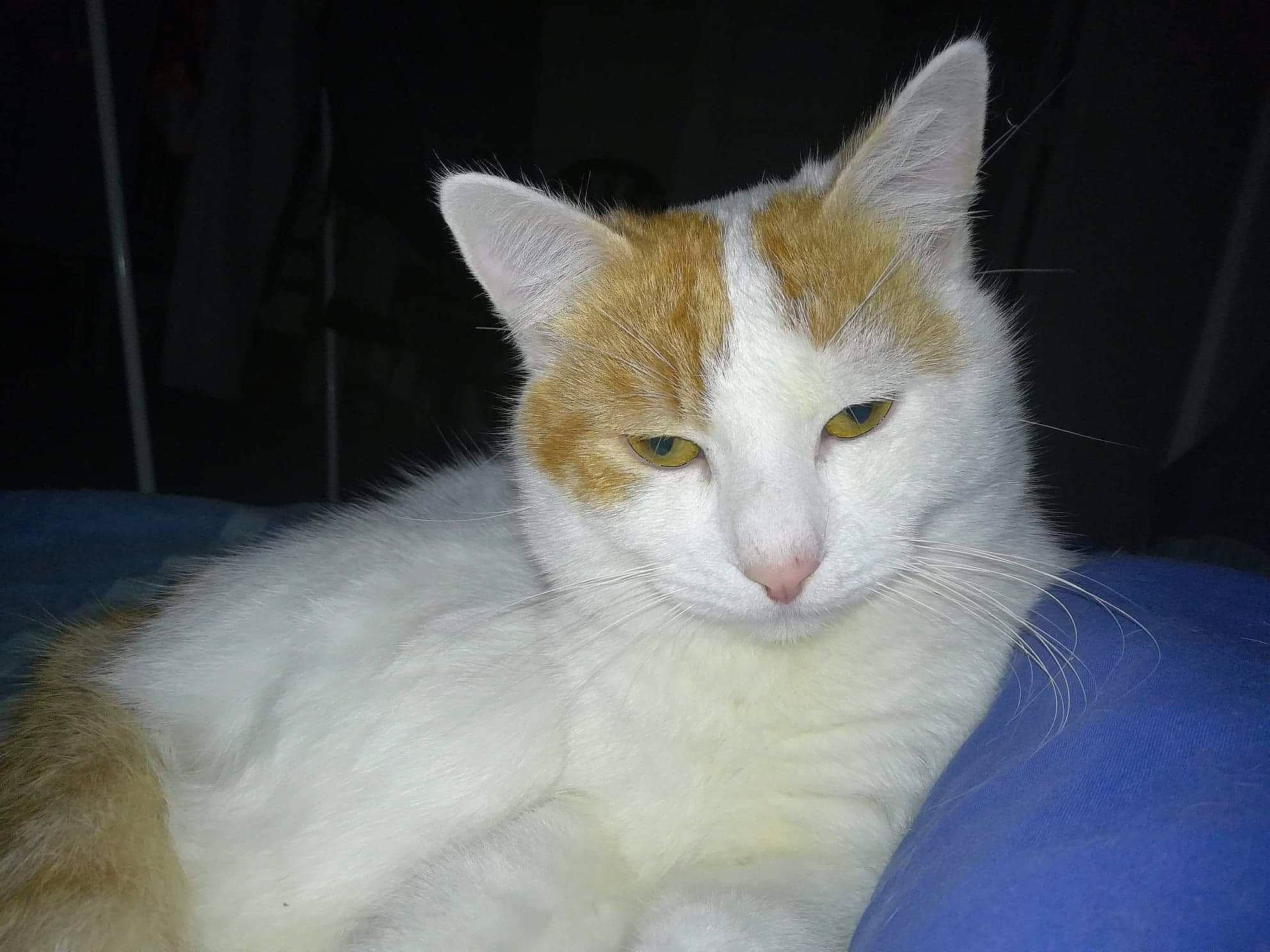 Thor Et Loki a rejoint le concours — aidez-le/la à gagner de superbes lots ! aegean_cat, carnivore, cat, domestic_long_haired_cat, domestic_short_haired_cat, felidae, fur, japanese_bobtail, javanese, mammal, small_to_medium_sized_cats, tail, turkish_angora, turkish_van, vertebrate, whiskers