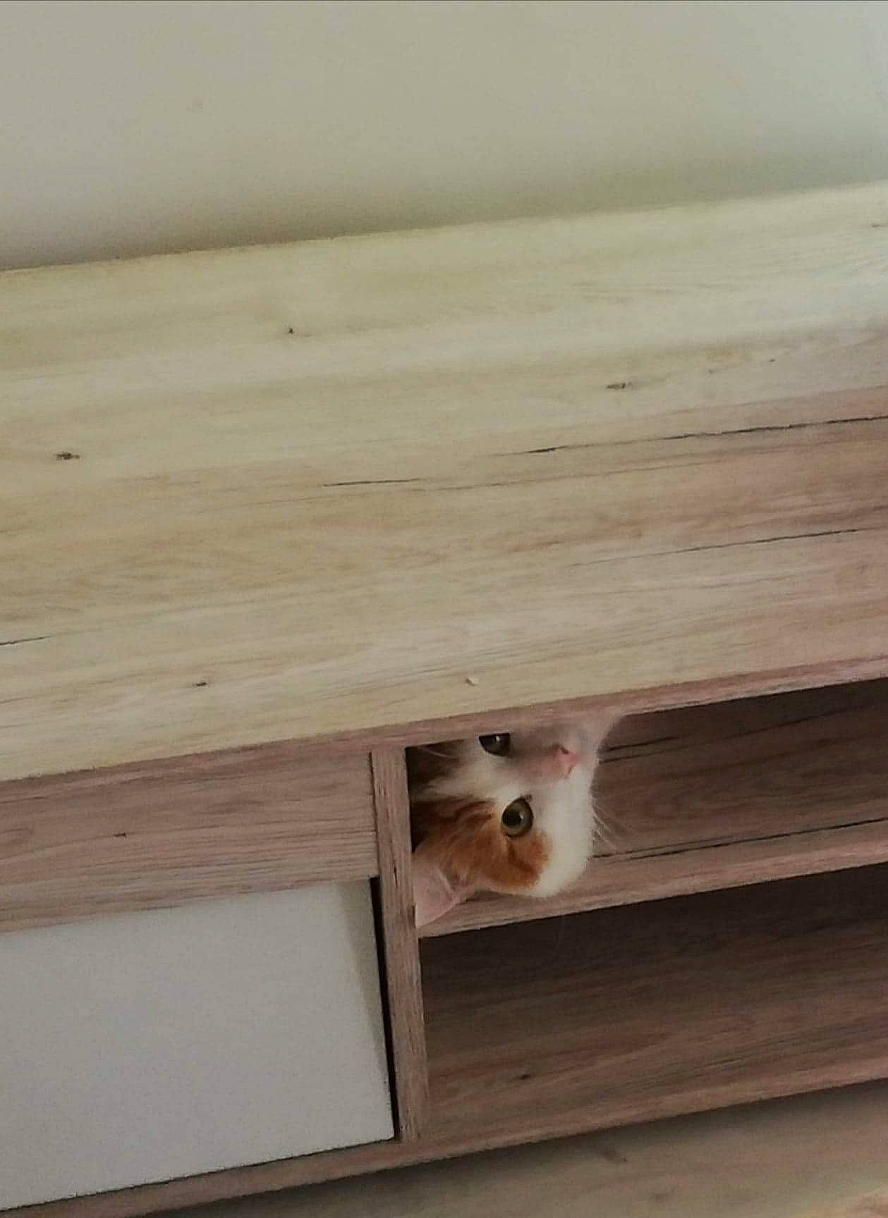 Thor participe au concours pour gagner de l'argent avec cette photo : beam, fawn, floor, furniture, hardwood, lumber, plywood, shelf, table, wood, wood_stain