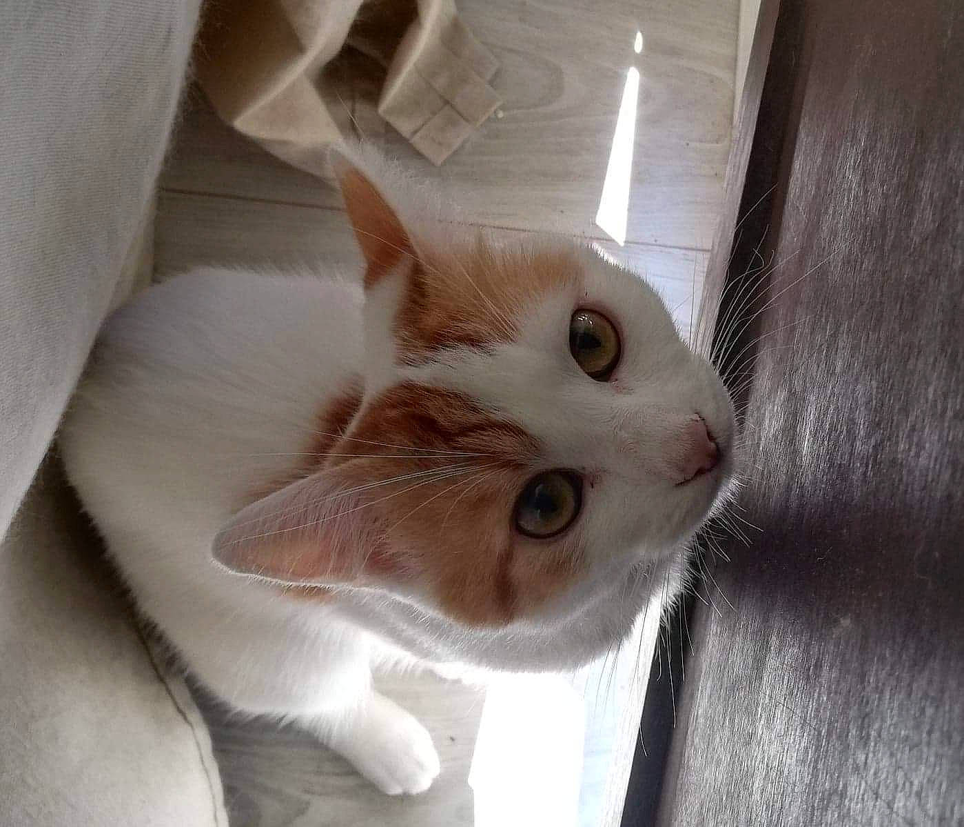 Thor a rejoint le concours — aidez-le/la à gagner de superbes lots ! aegean_cat, asian, burmilla, carnivore, cat, domestic_short_haired_cat, ear, european_shorthair, eye, fawn, felidae, kitten, mammal, singapura, small_to_medium_sized_cats, snout, turkish_van, whiskers