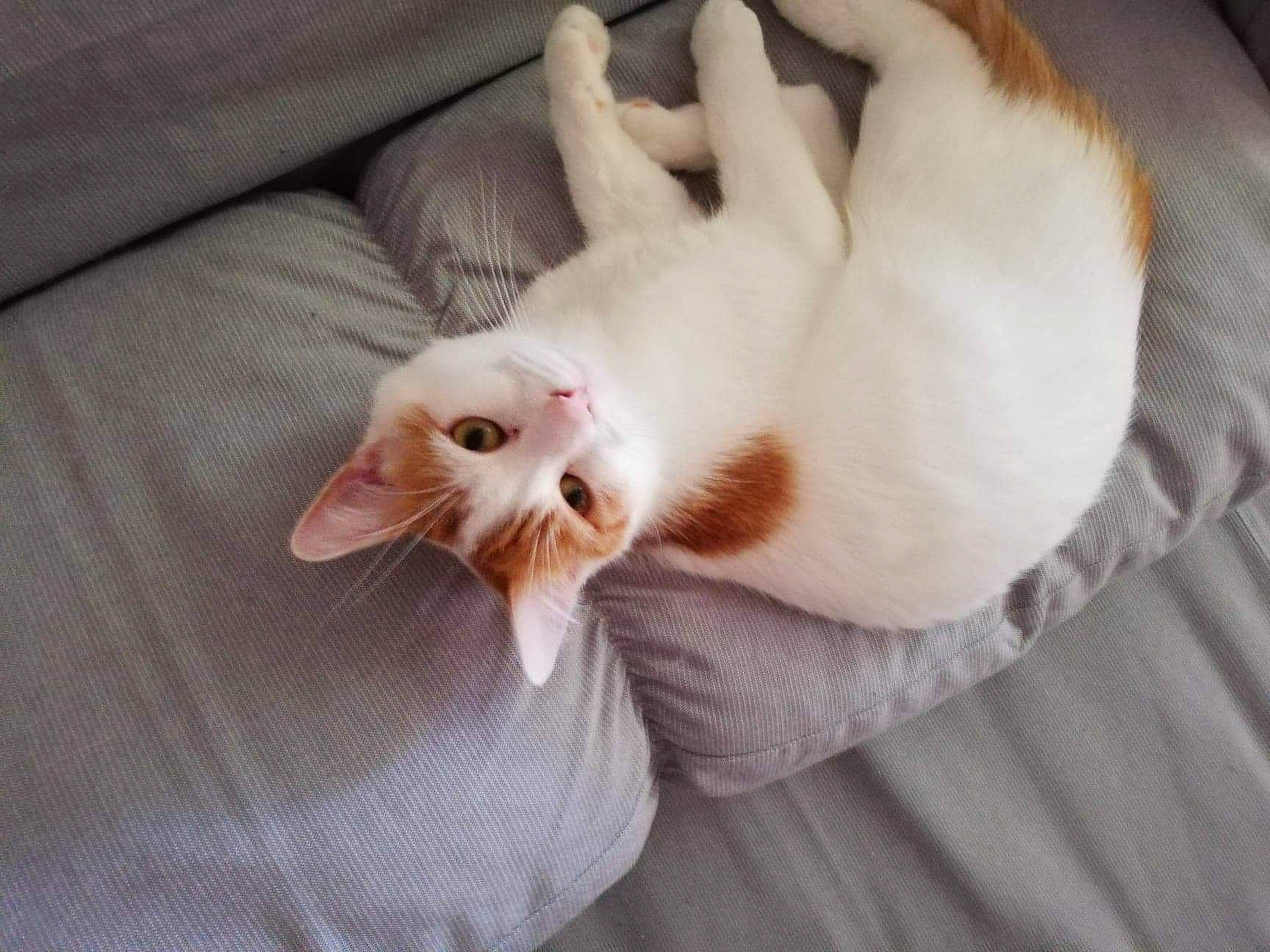 Thor a rejoint le concours — aidez-le/la à gagner de superbes lots ! aegean_cat, carnivore, cat, colorpoint_shorthair, ear, felidae, fur, javanese, small_to_medium_sized_cats, tail, turkish_van, whiskers