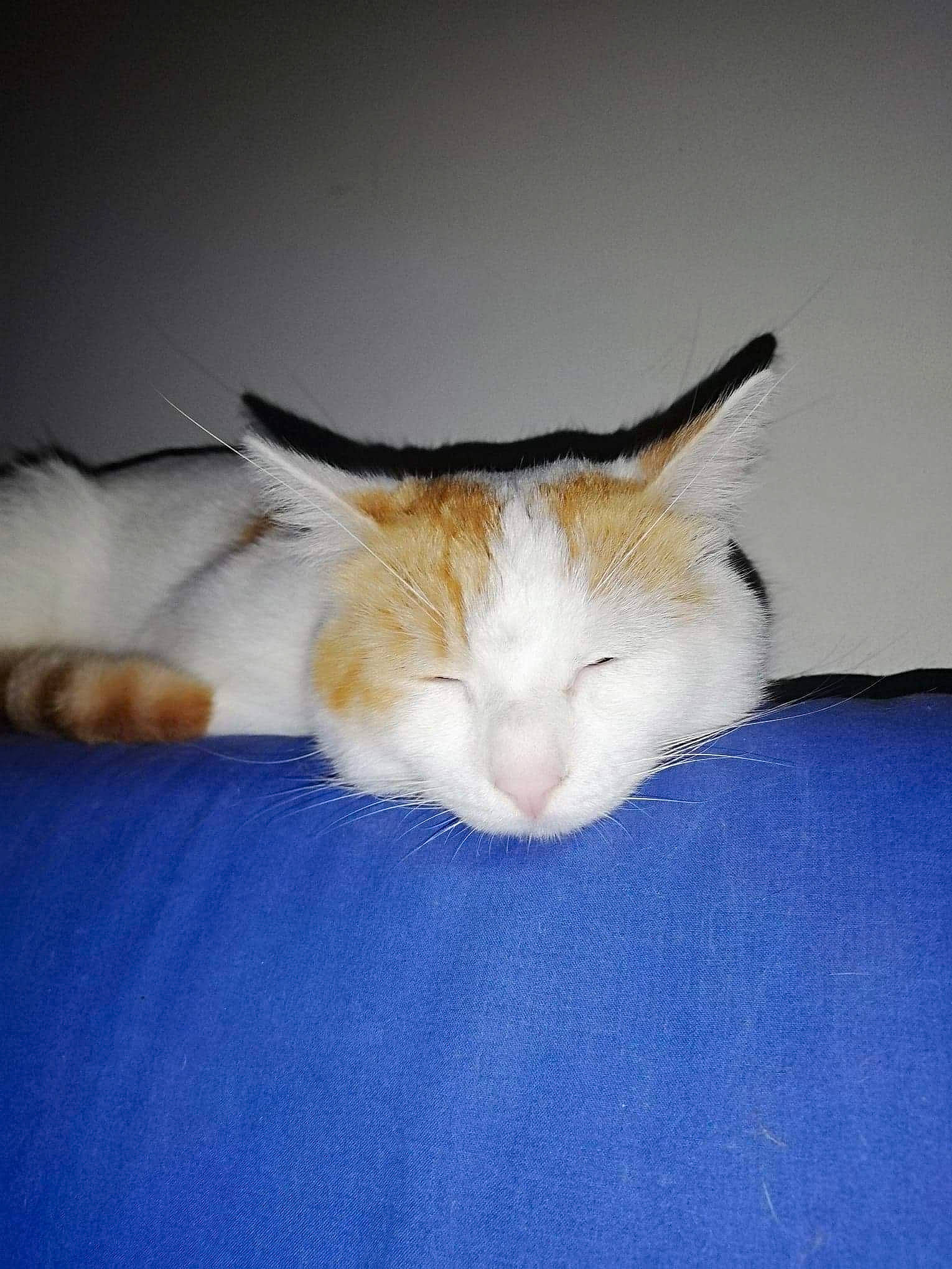 Thor participe au concours pour gagner de l'argent avec cette photo : aegean_cat, carnivore, cat, european_shorthair, fawn, felidae, fur, kitten, mammal, small_to_medium_sized_cats, turkish_van, whiskers