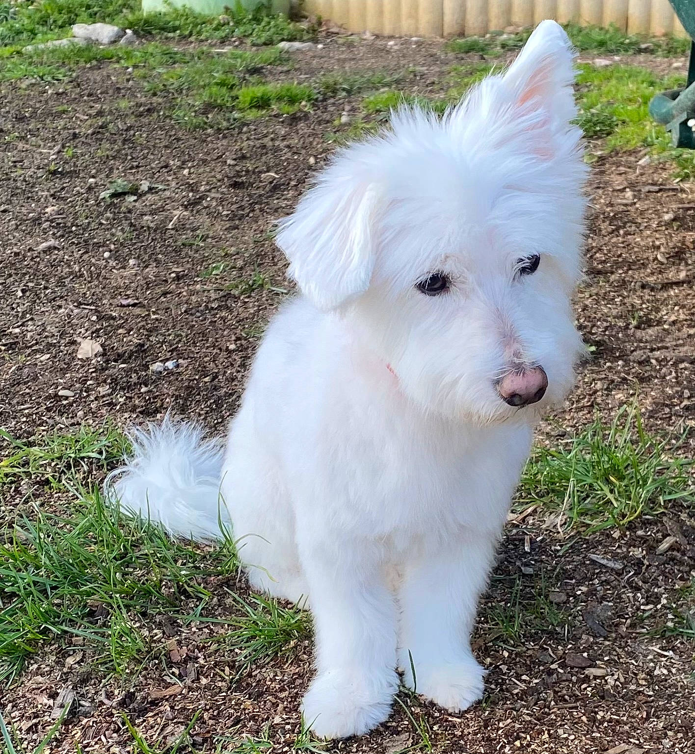 Louna participe au concours pour gagner de l'argent avec cette photo : canidae, carnivore, companion_dog, dog, dog_breed, fur, grass, non_sporting_group, plant, snout, sporting_group, tail, toy_dog, volpino_italiano, working_animal