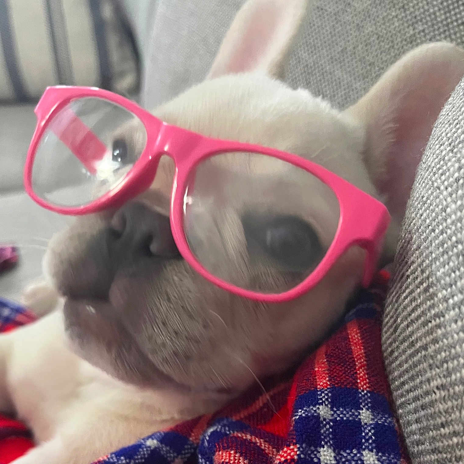 Willow joined the competition — help win amazing prizes! accessories, animal, baby, bulldog, canine, cushion, dog, face, frenchbulldog, glasses, head, hound, person, pet, photography, portrait, puppy, sleeping, sunglasses, whitedog