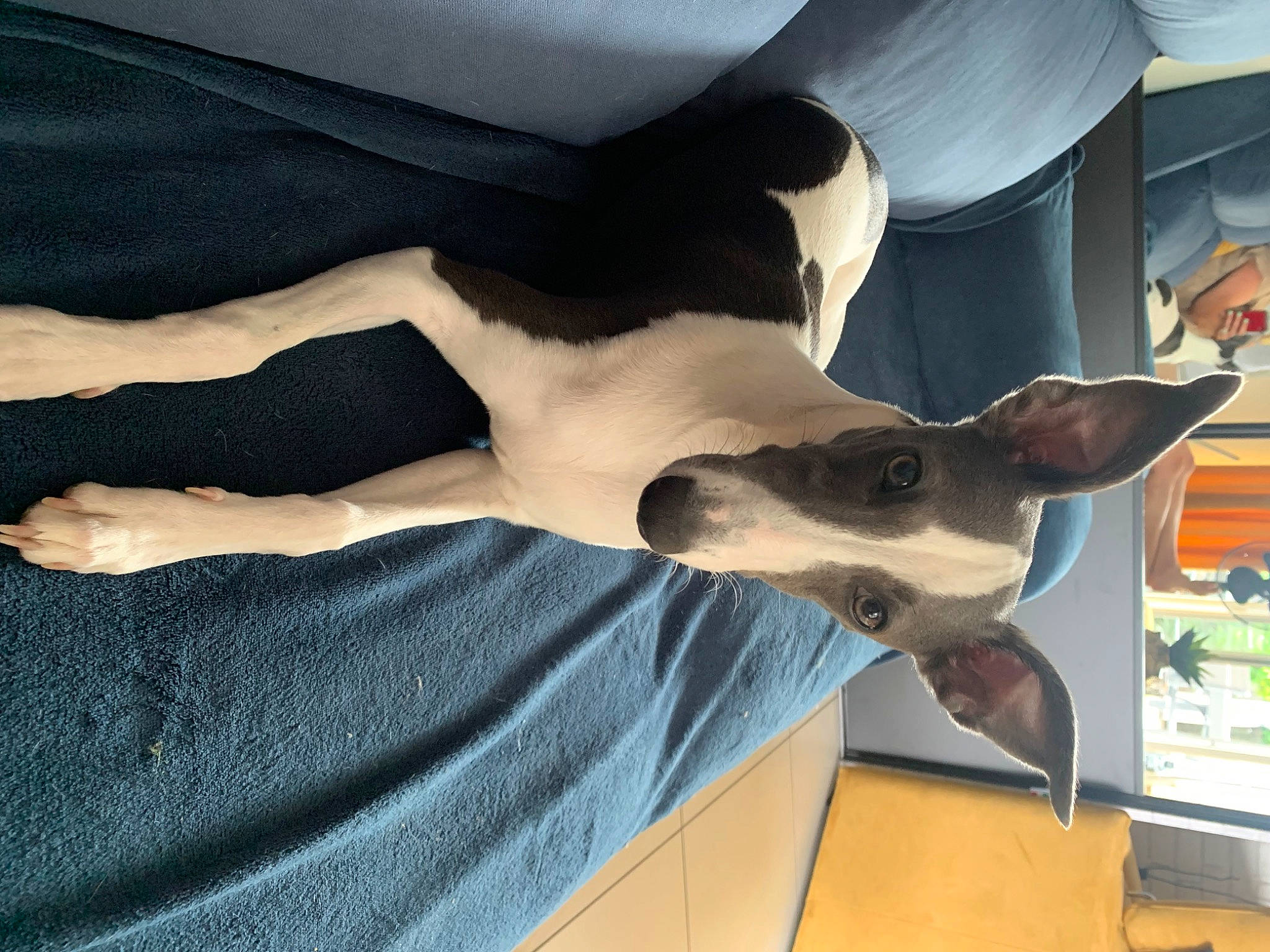 Dolly participe au concours pour gagner de l'argent avec cette photo : carnivore, cloud, comfort, companion_dog, dog, dog_breed, elbow, fawn, felidae, foot, gesture, human_leg, jaw, knee, linens, neck, tail, thigh, trunk, working_animal