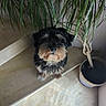 dog, schnauzer, pet, black_and_white, beard, mustache, fluffy, long_hair, small_dog, portrait, indoors, houseplant, potted_plant, flowerpot, floor, home, cute, alert, looking_at_camera, animal_photography