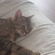 Filou a rejoint le concours — aidez-le/la à gagner de superbes lots ! animal, blanket, cat, closeup, comfort, cozy, feline, fur, home, indoor, lying_down, paw, pet, relaxed, resting, sleepy, soft, tabby, texture, whiskers