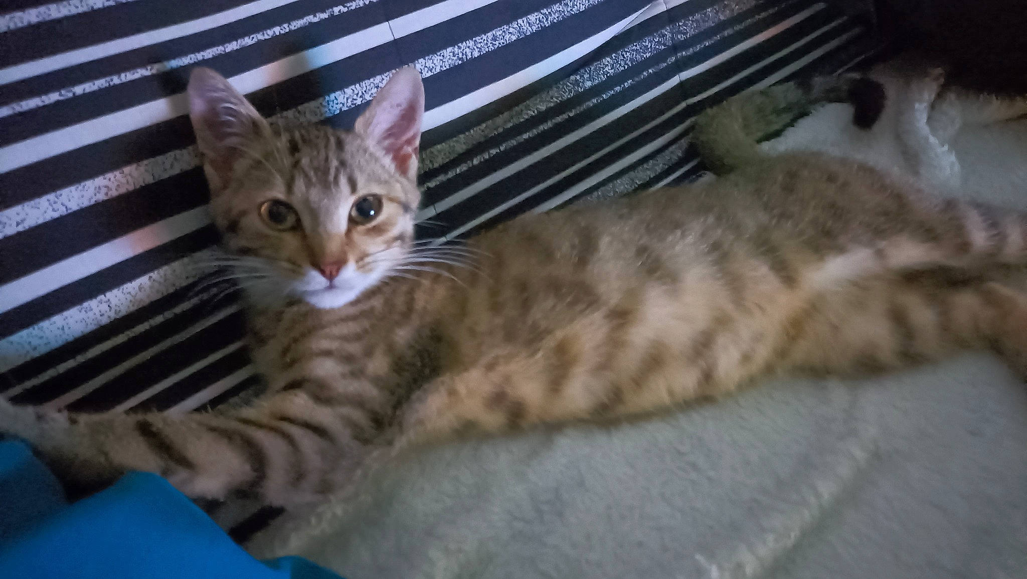 Filou participe au concours pour gagner de l'argent avec cette photo : bed, carnivore, cat, claw, comfort, domestic_short_haired_cat, fawn, felidae, fur, paw, pet_supply, sitting, small_to_medium_sized_cats, snout, tail, terrestrial_animal, whiskers