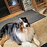 animal, black, brown, chair, cute, dog, domestic_animal, door, floor, fur, laying_down, mat, outdoor, pet, porch, relaxed, stone_wall, tricolor, white, wood
