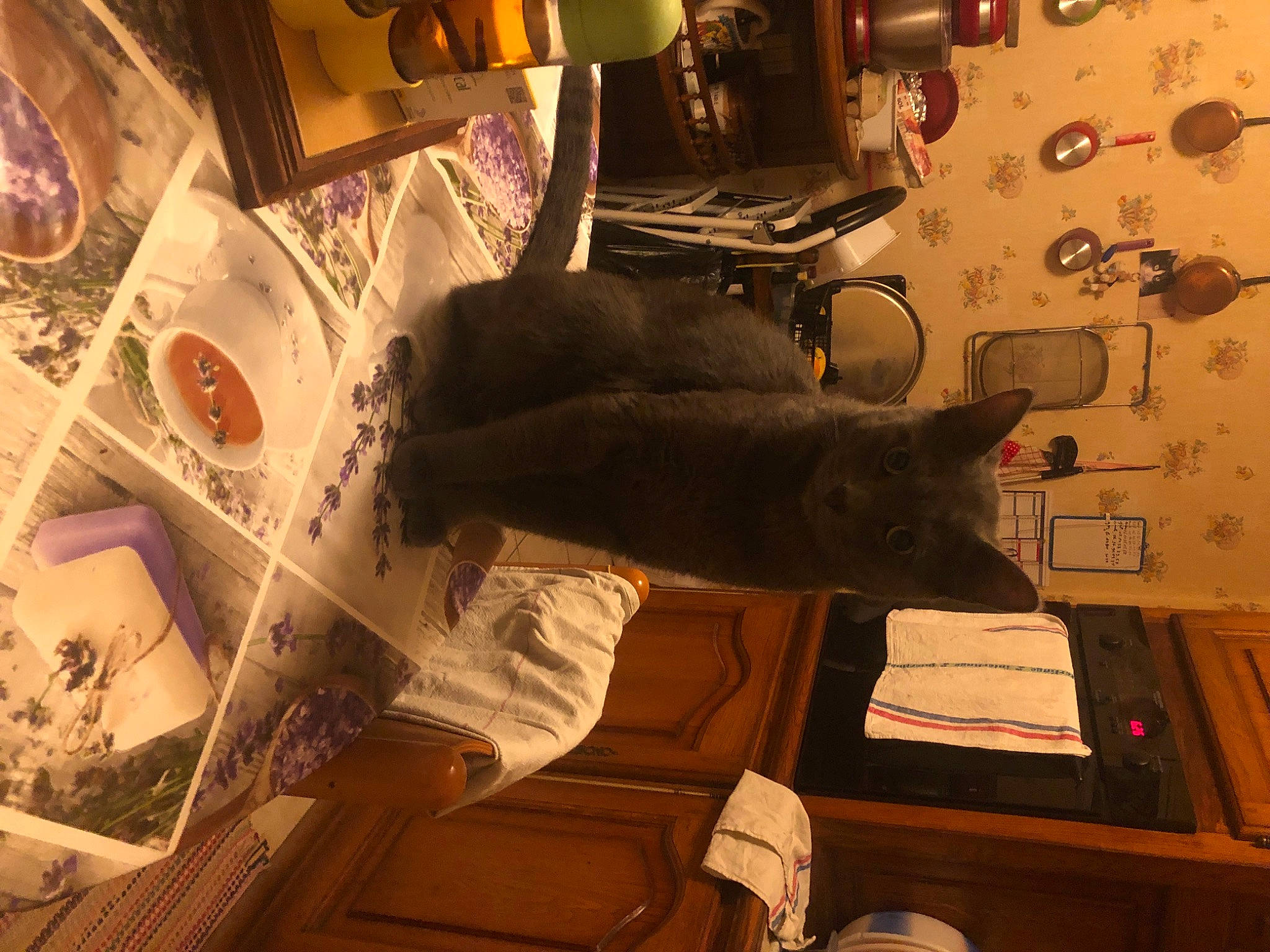 Boulette a rejoint le concours — aidez-le/la à gagner de superbes lots ! art, carmine, cat, comfort, felidae, flooring, fur, hardwood, machine, photography, publication, room, small_to_medium_sized_cats, snapshot, table, tail, tree, visual_arts, whiskers, wood