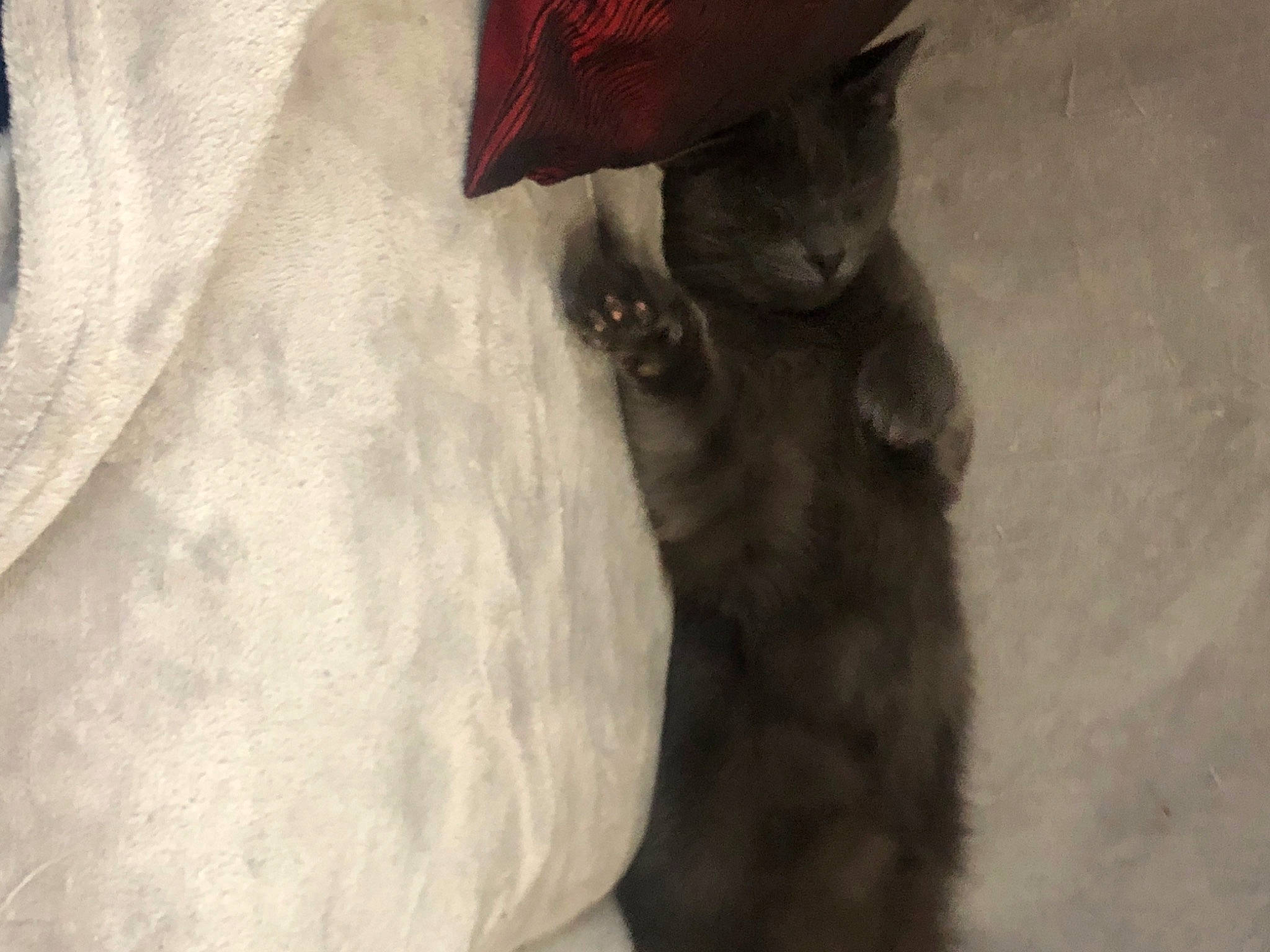 Boulette participe au concours pour gagner de l'argent avec cette photo : baseball_cap, cap, carmine, carnivore, cat, cowboy_hat, dog_breed, fawn, felidae, fur, grey, hat, human_leg, small_to_medium_sized_cats, snout, sun_hat, whiskers, wood, working_animal, wrinkle