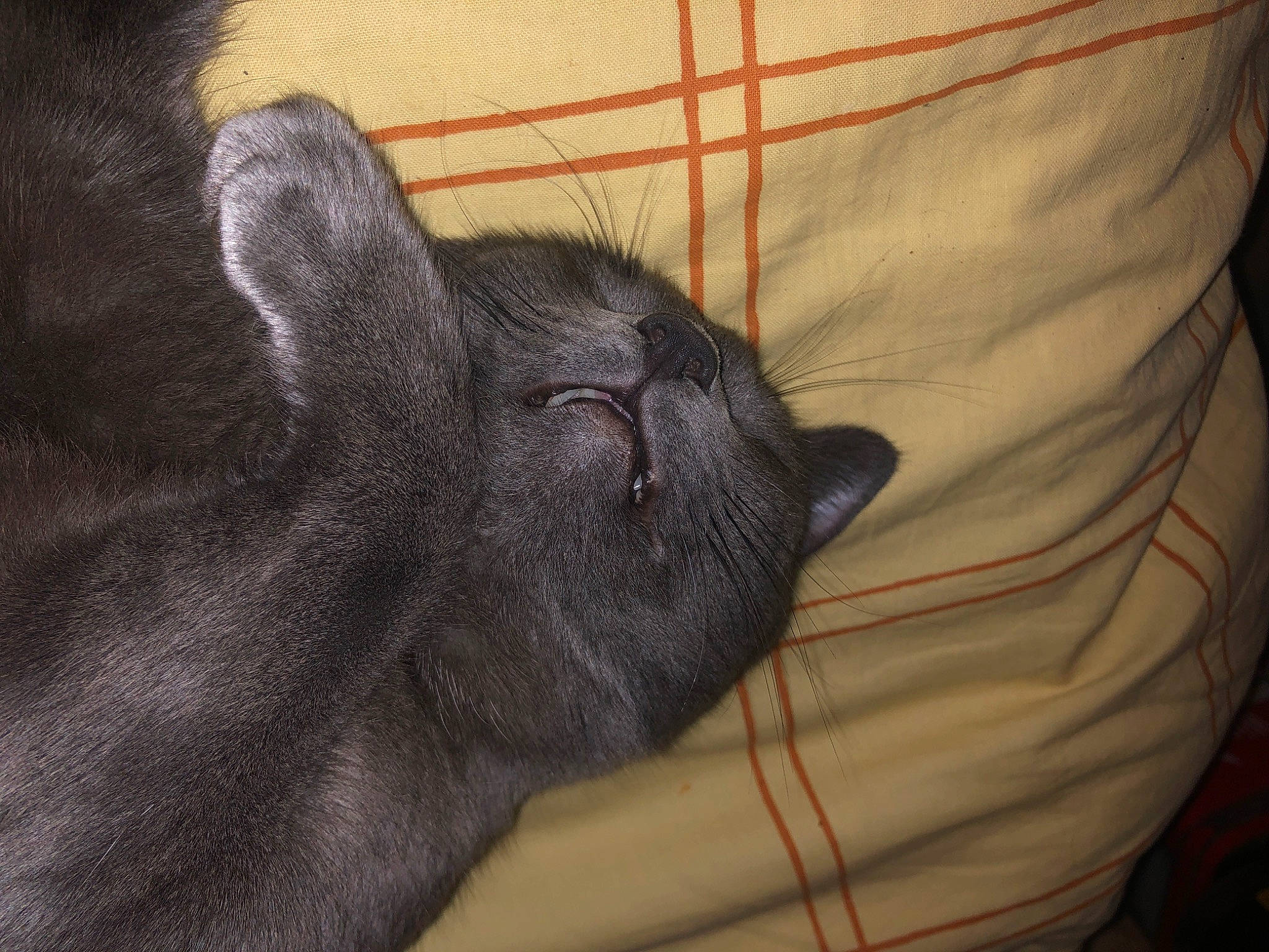 Boulette a rejoint le concours — aidez-le/la à gagner de superbes lots ! canidae, carnivore, claw, comfort, dog_breed, ear, eye, fawn, felidae, foot, fur, liver, paw, small_to_medium_sized_cats, snout, sporting_group, terrestrial_animal, whiskers, working_animal, wrinkle