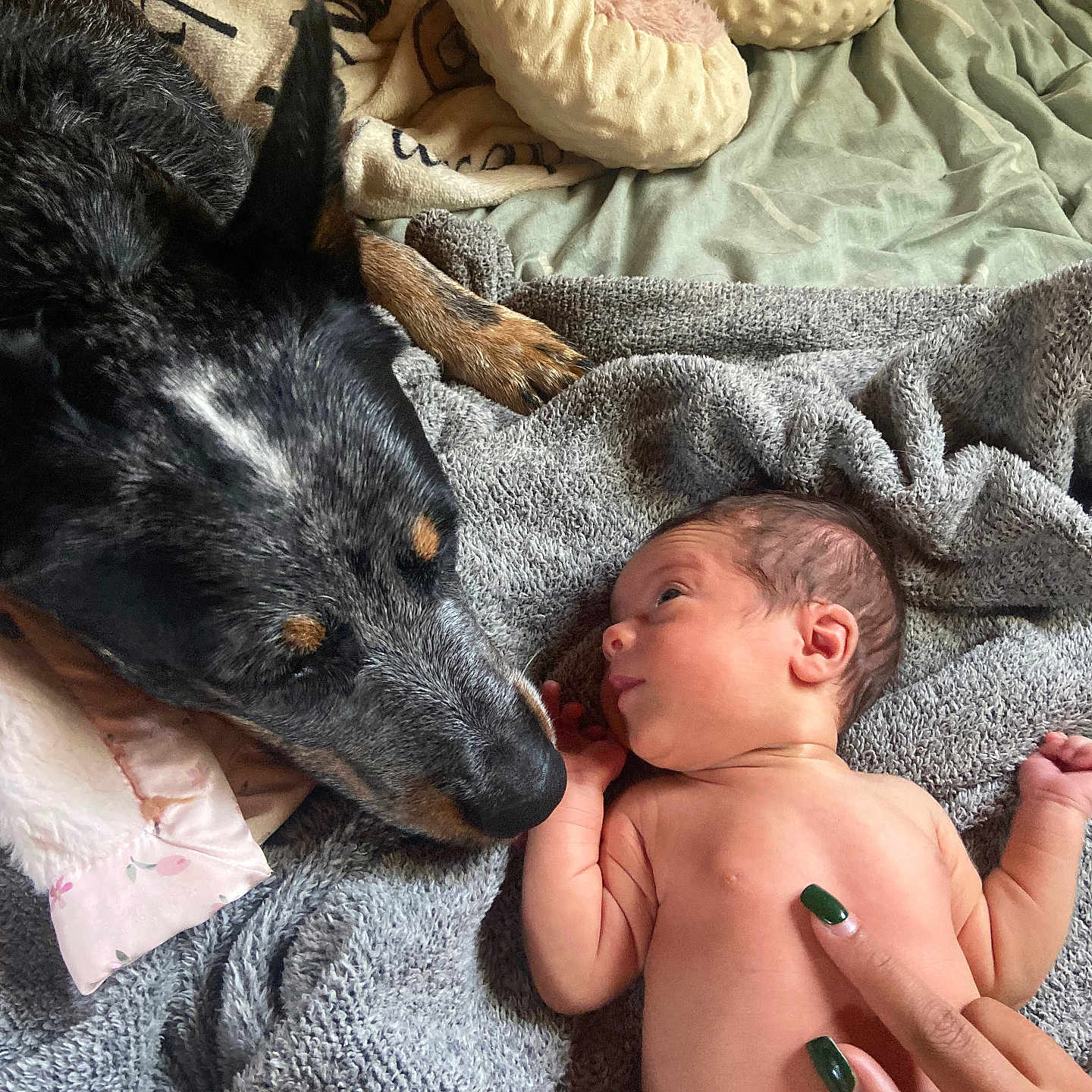 Rainy joined the competition — help win amazing prizes! animal, baby, bed, blanket, comfort, cozy, curious, diaper, dog, hand, indoor, interaction, nail_polish, newborn, pet, resting, skin, soft, touch, towel