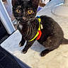cat, kitten, black_cat, golden_eyes, animal, pet, harness, collar, tag, whiskers, ears, sitting, countertop, kitchen, indoor, portrait, close_up, feline, cute, household