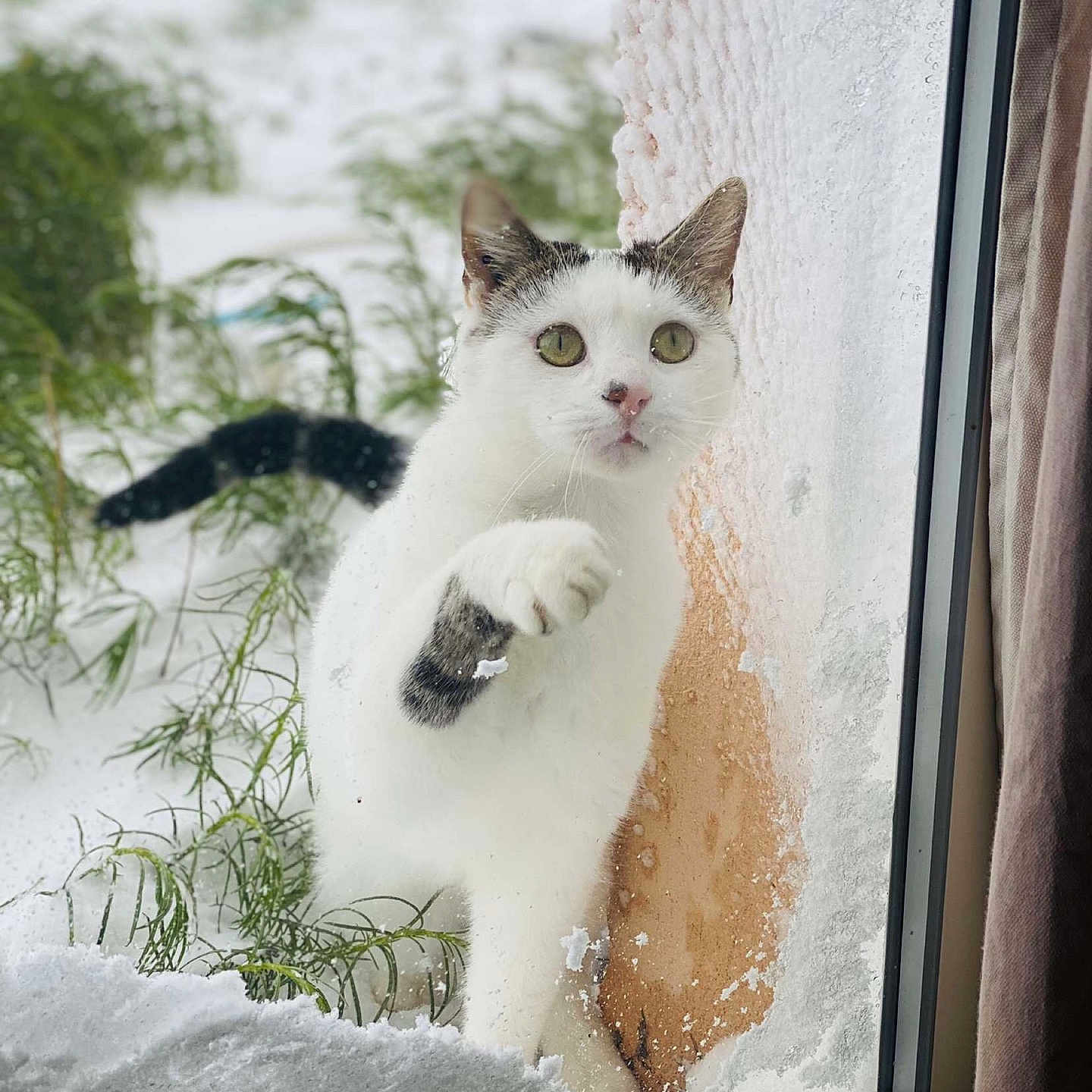 Nana participe au concours pour gagner de l'argent avec cette photo : animal, black, cat, closeup, curious, face, feline, frost, glass, greenery, looking, nature, outdoor, paw, pet, snow, whiskers, white, window, winter