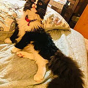 Hanna joined the competition — help win amazing prizes! animal, bed, black_and_white, blanket, cat, collar, cozy, curious, cute, domestic, ears, fluffy, furniture, indoor, mammal, paws, pet, relaxed, tail, whiskers