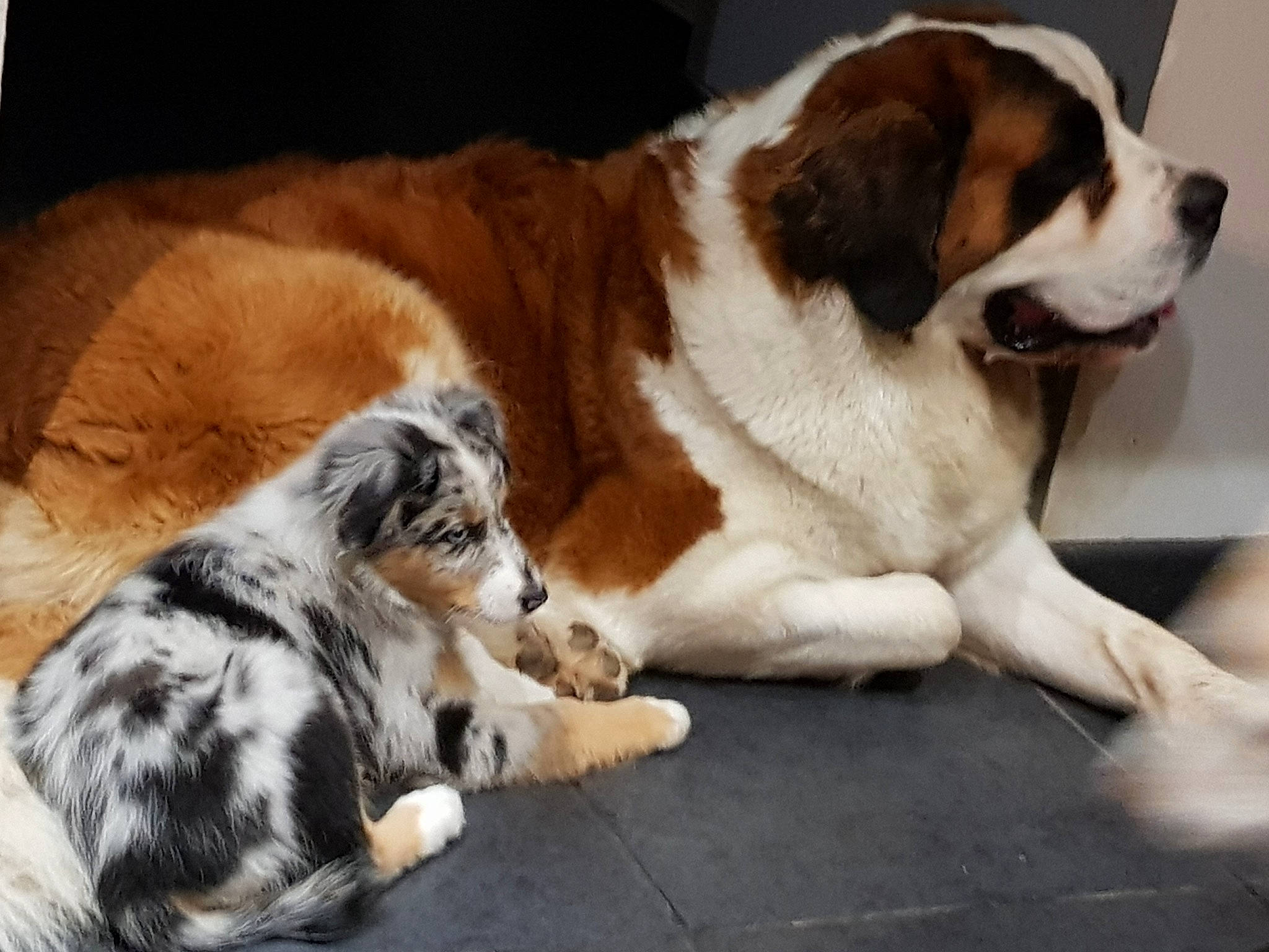 Telma De L'Ange Aux Papillons a rejoint le concours — aidez-le/la à gagner de superbes lots ! canidae, carnivore, cat, comfort, companion_dog, dog, dog_breed, fawn, felidae, fur, giant_dog_breed, liver, moscow_watchdog, paw, small_to_medium_sized_cats, sporting_group, st_bernard, tail, terrestrial_animal, whiskers