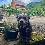 Uness participe au concours pour gagner de l'argent avec cette photo : dog, moss, stone, planter, plant, outdoor, house, wooden_house, sky, cloud, greenery, nature, pet, animal, happy, sitting, landscape, garden, daytime, smiling_dog