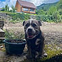 dog, moss, stone, planter, plant, outdoor, house, wooden_house, sky, cloud, greenery, nature, pet, animal, happy, sitting, landscape, garden, daytime, smiling_dog