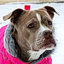 Uness a rejoint le concours — aidez-le/la à gagner de superbes lots ! dog, canine, pet, winter_clothing, pink_jacket, fur, snow, outdoor, portrait, close_up, brown_dog, animal, cold_weather, ears, snout, whiskers, furry_collar, winter, expression, background