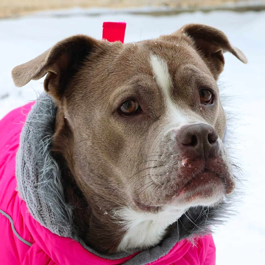 Uness a rejoint le concours — aidez-le/la à gagner de superbes lots ! animal, background, brown_dog, canine, close_up, cold_weather, dog, ears, expression, fur, furry_collar, outdoor, pet, pink_jacket, portrait, snout, snow, whiskers, winter, winter_clothing