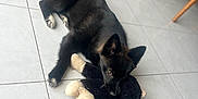 Millow a rejoint le concours — aidez-le/la à gagner de superbes lots ! dog, black_dog, puppy, stuffed_toy, toy, floor, tile_floor, indoor, pet, chewing, lying_down, cardboard_box, furniture, legs, home, domestic_animal, cute, playful, animal, young_dog