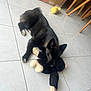 dog, black_dog, puppy, stuffed_toy, toy, floor, tile_floor, indoor, pet, chewing, lying_down, cardboard_box, furniture, legs, home, domestic_animal, cute, playful, animal, young_dog