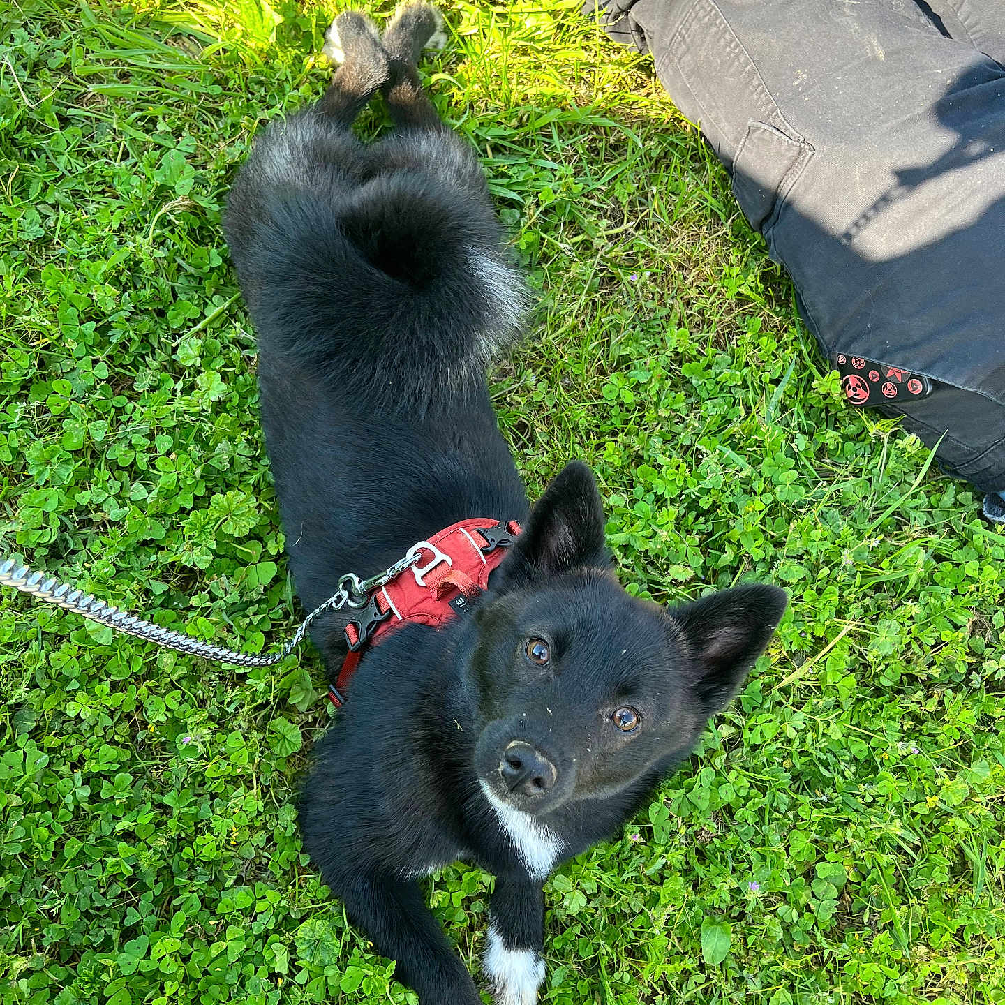 Millow participe au concours pour gagner de l'argent avec cette photo : animal, black_dog, canine, companion, cute, dog, grass, greenery, harness, leash, looking_up, nature, outdoor, pants, paw, person, pet, relaxing, resting, sunlight